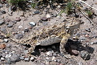 Texas Horned Lizard