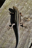 Common Five-lined Skink