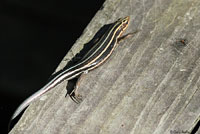 Common Five-lined Skink