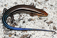 Southeastern Five-lined Skink