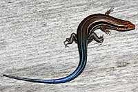 Southeastern Five-lined Skink