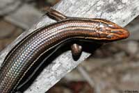 Southeastern Five-lined Skink