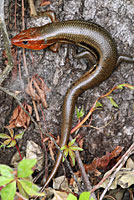 Southeastern Five-lined Skink