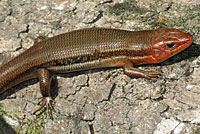 Southeastern Five-lined Skink