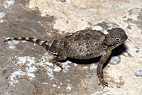 Round-tailed Horned Lizard