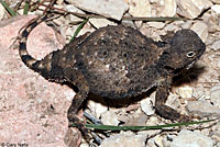 Round-tailed Horned Lizard