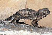 Round-tailed Horned Lizard