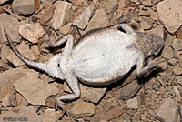 Round-tailed Horned Lizard