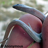 Florida Sand Skink