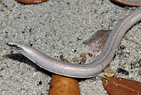 Florida sand skink