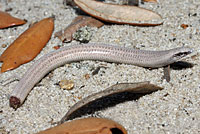 Florida Sand Skink