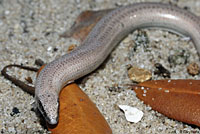 Florida Sand Skink