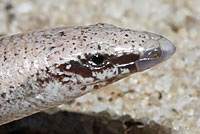 Florida Sand Skink