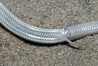 Florida Sand Skink