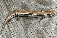 Northern Prairie Skink