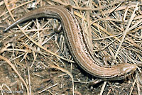 Northern Prairie Skink