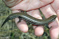 Northern Prairie Skink