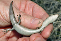 Northern Prairie Skink