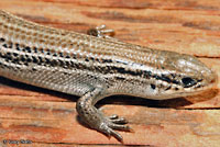 Northern Prairie Skink