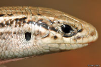 Northern Prairie Skink