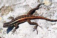 Texas Rose-bellied Lizard