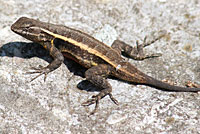 Texas Rose-bellied Lizard