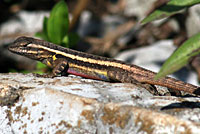 Texas Rose-bellied Lizard