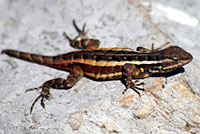 Texas Rose-bellied Lizard