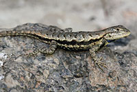 Prairie Lizard