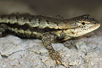 Prairie Lizard