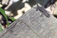 Prairie Lizard