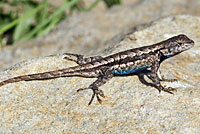 Prairie Lizard