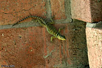 Blue Spiny Lizard