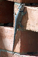 Blue Spiny Lizard