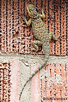 Blue Spiny Lizard