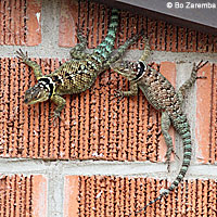 Blue Spiny Lizard