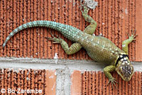 Blue Spiny Lizard