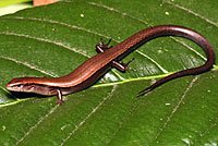 Little Brown Skink