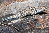 Big Bend Canyon Lizard