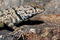 Big Bend Canyon Lizard