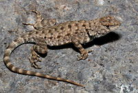 Presidio Canyon Lizard