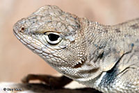 Merriam's Canyon Lizard