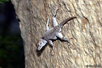 Merriam's Canyon Lizard