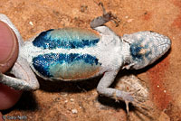 Merriam's Canyon Lizard