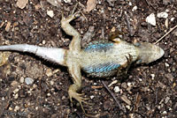 Texas Spiny Lizard