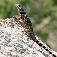 Texas Crevice Spiny Lizard