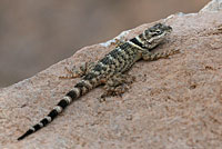 Texas Crevice Spiny Lizard