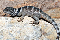 Texas Crevice Spiny Lizard