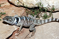 Texas Crevice Spiny Lizard