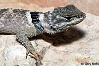 Texas Crevice Spiny Lizard